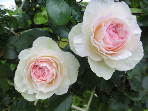 ブラン　ピエール　ドゥ　ロンサールsCIMG5507