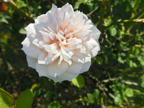 イングリッシュ　ガーデンsCIMG6631