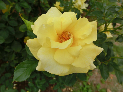 サン　フレーアsCIMG7395