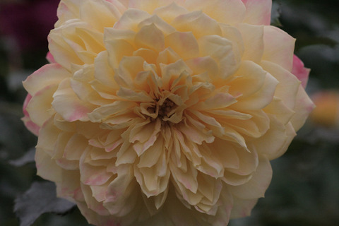 ファイアーワークス　ラッフルsIMG_7493