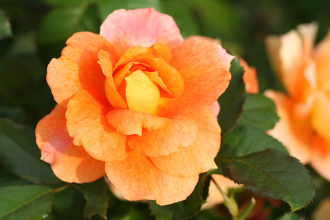 まんよう万葉_0371