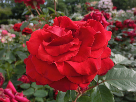 レッド　クイーンsCIMG5286