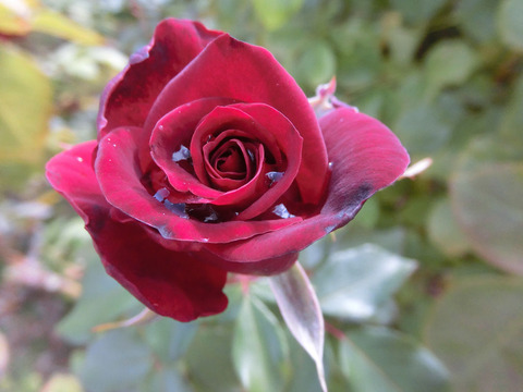 ニコロ　パガニーニsCIMG5909