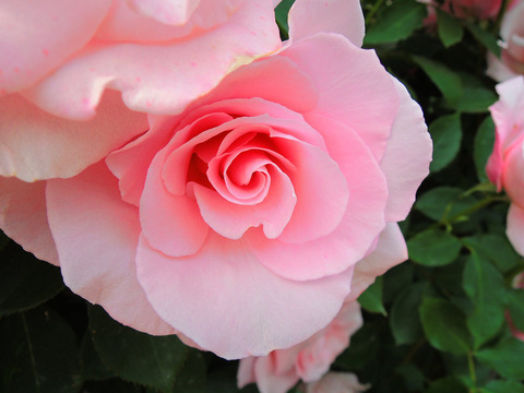 さくらがい　桜貝sDSCN5296