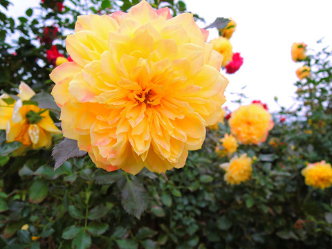 ファイアーワークス　ラッフルsDSCN9823