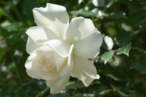 アイスバーグsDSCF0877