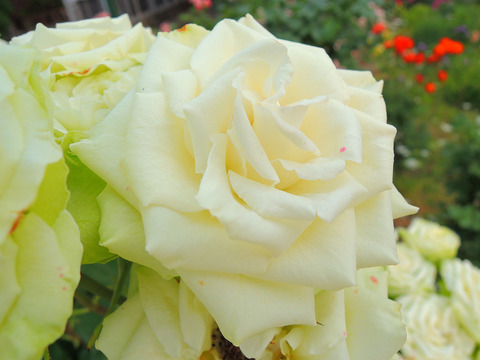 ミントティsDSCN7305