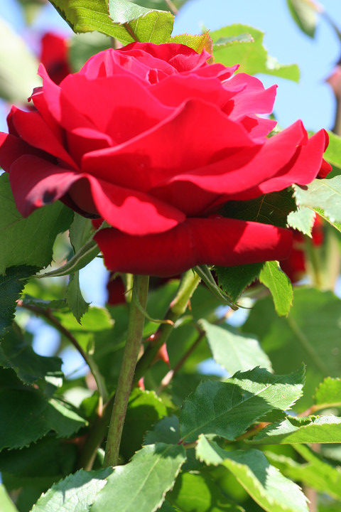 オープニング　ナイト