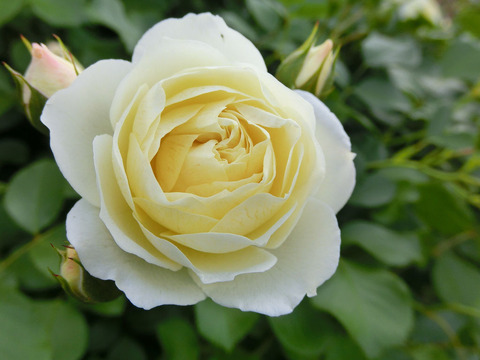 バニラ　ボニカ1307