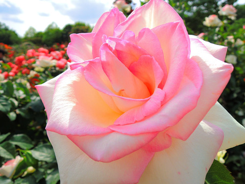 はつこい　初恋sDSCN5410