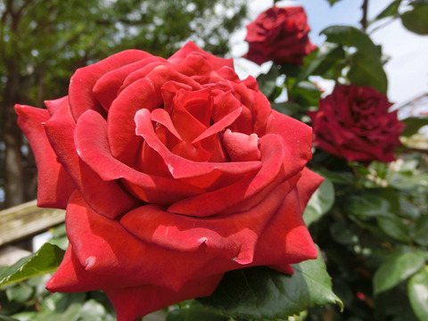 テラコッタsCIMG4831