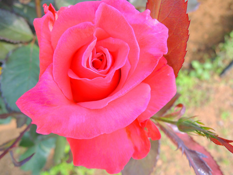 レディ　ローズsDSCN4106