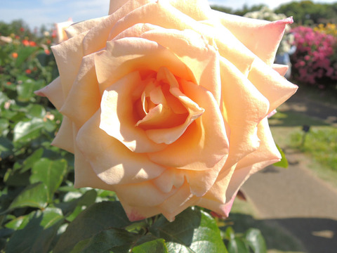 バニラ　パフューム3350