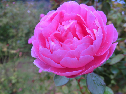 ジョン　クレア　1358