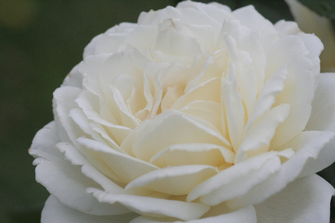 ロイヤル　プリンセス5872