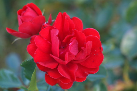 イングリッド　ウェイブルsDSCF1133