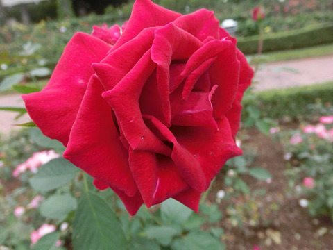 かんぱい　乾杯sCIMG4724