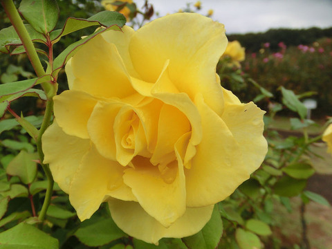 グレイス　ランド5281