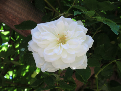 アイスバーグ8609