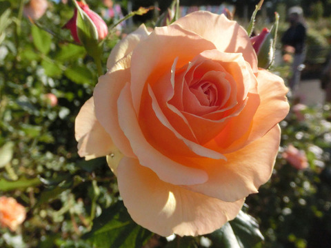 フレグラント　アプリコットsCIMG8524