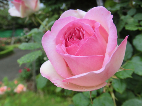 ピエール　ド　ロンサールsCIMG6391