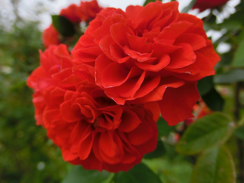 オレンジ　メイアンディナsCIMG8418