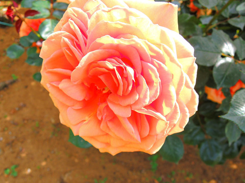 アシュラムsDSCN4900