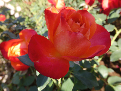 フリュイテsCIMG8345