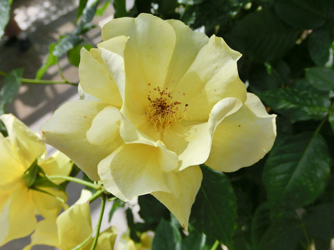 サプライズsCIMG4995