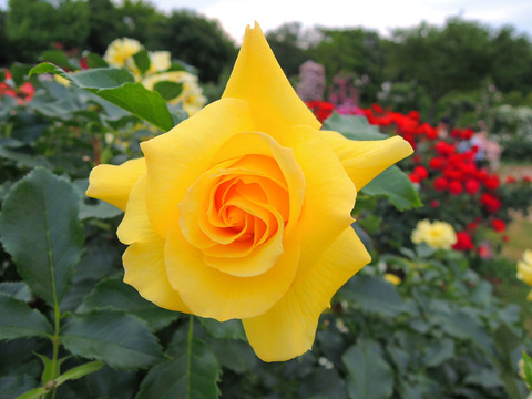 サン　フレーアsDSCN6815