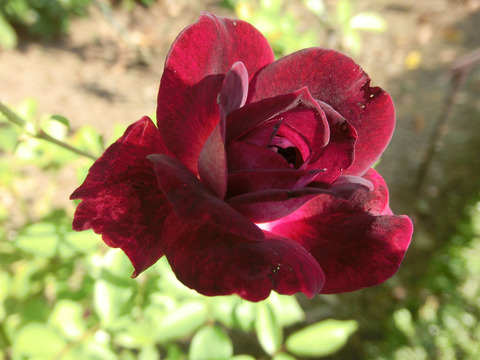 バーガンディー　アイスバーグsCIMG6580