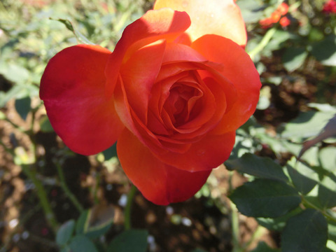 フリュイテsCIMG8346