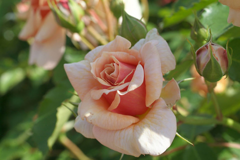 えみ　笑み　（えみ）sDSCF1092