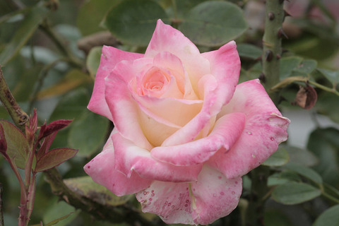 エレガント　レディsIMG_6890