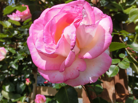 プリンセス　ドゥ　モナコsCIMG4920