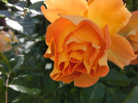 ゴレデルゼsCIMG8221