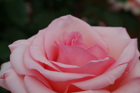 さんび　賛美sDSCF2404