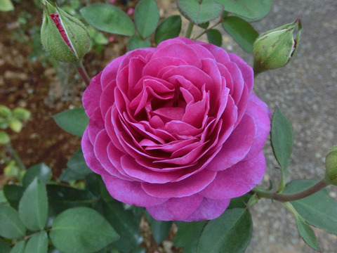 ハイディ　クルム　ローズsCIMG7657