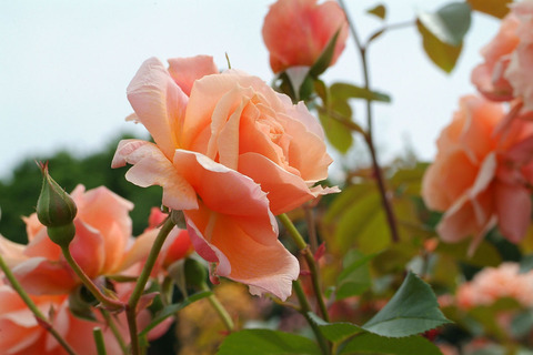 アプリコット　キャンディsDSCF2331