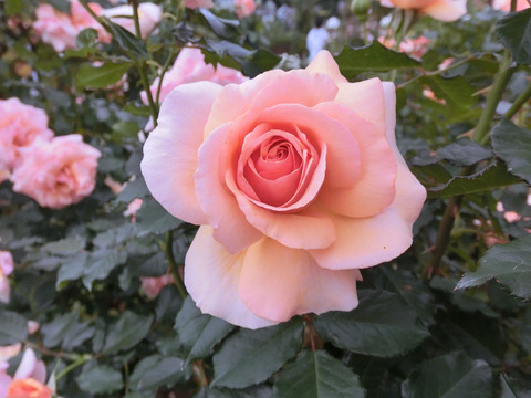 フレグラント　アプリコットsCIMG7349