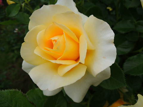 シティ　リバー0346