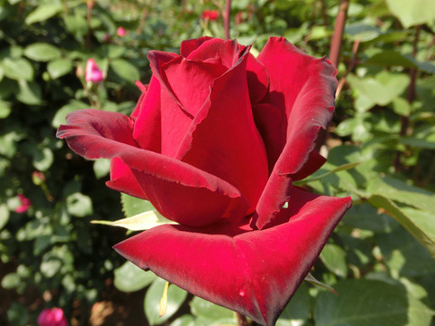 ねつじょう　熱情sCIMG3994