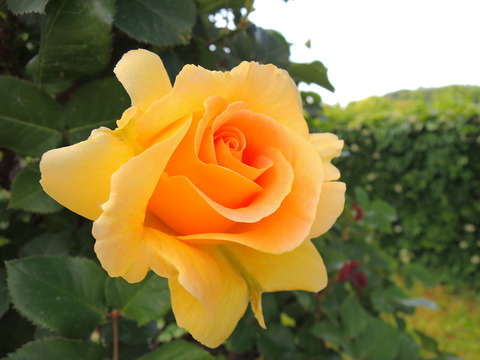 ハニー　ブーケsDSCN3782