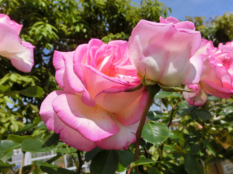 プリンセス　ドゥ　モナコsCIMG4921