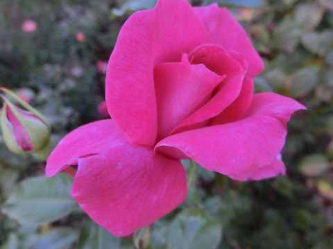 フラグラント　レディsCIMG6110