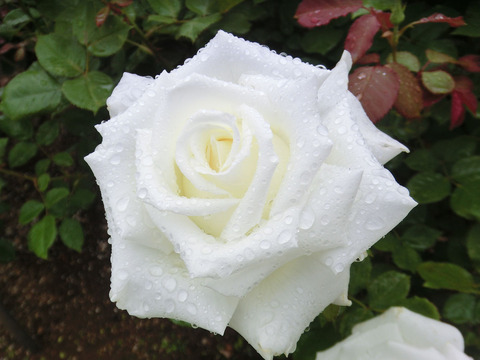 ヨハネ　パウロ　２世sCIMG6416