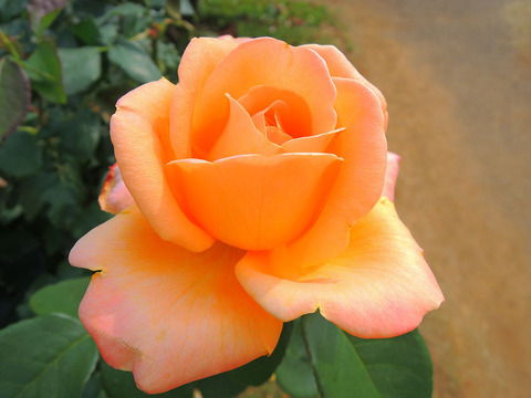 ゆめ　夢sDSCN6320