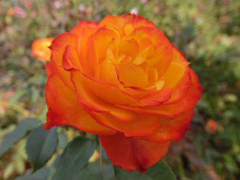 にしき　錦sCIMG6012