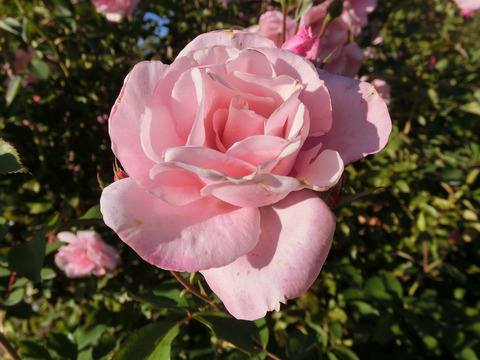 さくらがい　桜貝　（さくらがい）sCIMG8611