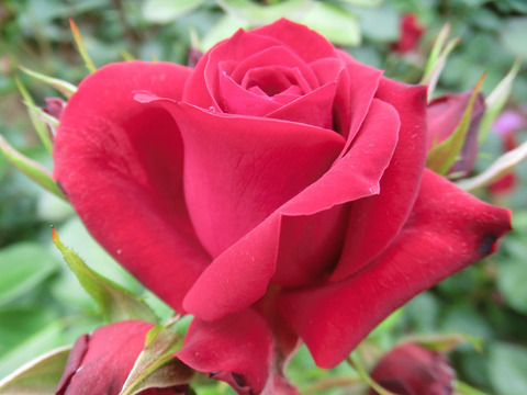 ニコロ　パガニーニsCIMG5738